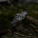 Gothic Silver Ring with a Vibrant Peridot 
