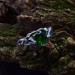 Gothic Emerald Ring with Enchanted Vine Design