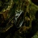 Vine Ring with Peridot – Enchanting Fantasy Jewelry