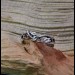 Twisting Vine: Sterling Silver Band with Nature-Inspired Design