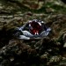 Bold Gothic Ring with Fiery Garnet Gemstone