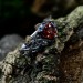 Dark Crimson Garnet Ring – Gothic Elegance in Silver