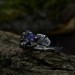 Gothic Silver Ring with Amethyst and Leaf Motif