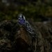Enchanted Bloom: Gothic Sterling Silver Ring with Amethyst Accent