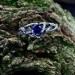 Gothic Silver Ring with Sapphire and Twisting Vines