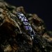 Gothic Silver Ring with Amethyst and Nature Motif