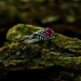 Crimson Flame: Twisted Gothic Ruby Ring