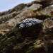 Silver Pinecone Ring with Forest Motif