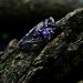 Amethyst Silver Ring with Intricate Fantasy Design