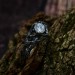 Gothic White Topaz Ring with Enchanted Vine Motif