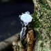 Elegant Gothic Ring with Moonstone Gemstone
