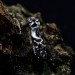 Twisting Shadows: Gothic Sterling Silver Ring with Sculpted Elegance
