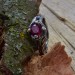Rose of Shadows: Gothic Sterling Silver Ring with Radiant Ruby