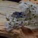 Floral Gothic Ring with Enchanting Sapphire Gemstoneg