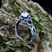 Elegant Gothic Floral Ring with Moonstone