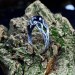 Eternal Sapphire: Gothic Infinity Ring of Elegance