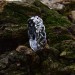 Gothic Silver Ring with Celtic Knot Motif