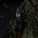 Enchanted Bloom: Gothic Sterling Silver Ring with Amethyst Accent