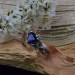 Elegant Gothic Ring with Sapphire and Intricate Design