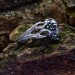 Bold Gothic Skull Ring with Emerald Details