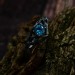 Gothic Silver Ring with Aquamarine and Nature Motif