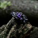 Amethyst Silver Ring with Intricate Fantasy Design