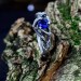 Gothic Silver Ring with Sapphire and Twisting Vines