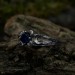 Stunning Silver Ring with Sapphire and Lunar Motif