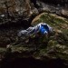 Wave of Midnight: Gothic Sterling Silver Ring with a Sapphire Gemstone