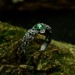 Dragon Scale Gothic Ring with Enchanted Emerald