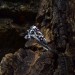 Heir of Twilight: Gothic Sterling Silver Ring with Amethyst Accents