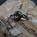 Elegant Silver Ring Featuring a Stunning Green Peridot
