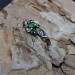 Elegant Silver Vine Ring with Emerald – A Gothic Romance
