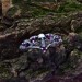 Crown of Shadows: Gothic Sterling Silver Ring with Skull and Amethysts