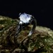 Celestial Bloom: Sterling Silver Ring with a Radiant Moonstone