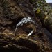Handcrafted Pinecone Motif Silver Ring