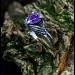 Majestic Gothic Silver Ring with Deep Amethyst Gemstone