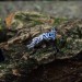 Windswept Grace: Gothic Sterling Silver Ring with a Dazzling Blue Topaz