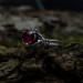 Heart-Shaped Ruby Ring - Gothic Charm in Dark Silver