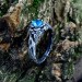 Gothic Aquamarine Ring with Intricate Nature Motif