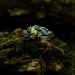 Vine Ring with Peridot – Enchanting Fantasy Jewelry
