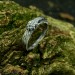 Gothic Wolf Claw Ring with Bold Design