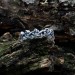 Gothic Knotwork Band Ring with Intricate Details