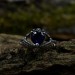 Twilight Majesty: Gothic Sterling Silver Ring with a Regal Sapphire
