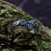 Celestial Harmony: Gothic Ring with Blue Radiance