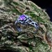 Throne of Twilight: Gothic Sterling Silver Ring with Amethyst Gemstone