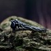 Gothic Obsidian Ring with Enchanted Floral Motif