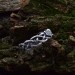 Delicate Silver Band with Intricate Weaving Design