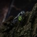 Elegant Gothic Ring with Peridot Gemstone