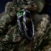 Emerald Flame: Gothic Peridot Ring of Strength